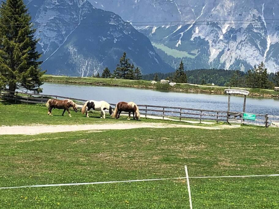 Sonniges Apartment In Seefeld سيفيلد ان تيرول المظهر الخارجي الصورة